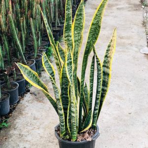 سانسوریا ابلق