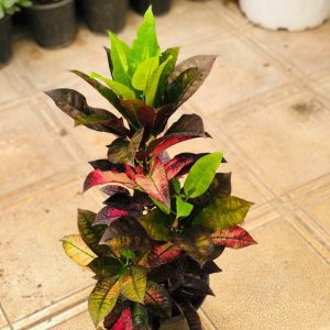 کرتون پرتقالی